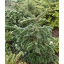 Ялиця Робуста продам саджанець, висота 50-60 см, продам ялицю кавказьку Robusta