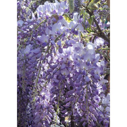 Гліцинія Керолайн продам саджанець, висота 170-180 см, продам садажнець вістерії Caroline