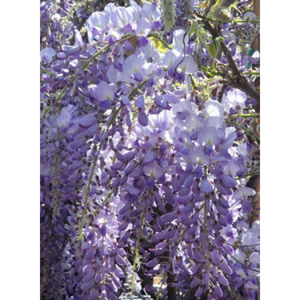 Гліцинія Керолайн продам саджанець, висота 170-180 см, продам садажнець вістерії Caroline