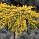 Продам ялівець Голд Шатц на штамбі, продам саджанець ялівця Goldschatz штамбова форма