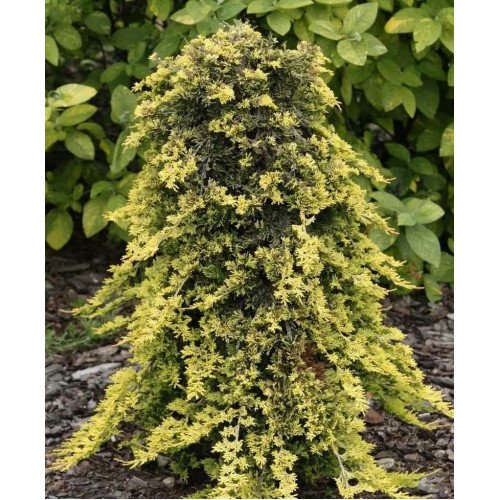 Продам ялівець Голден Карпет на штамбі, продам саджанець ялівця Golden Carpet штамбова форма