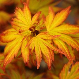 Клен Оранж Дрім продам саджанець, висота 110-120 см, продам клен Orange Dream