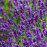 Лаванда вузьколистна Blue Scent, Lavandula angustifolia Blue Scent