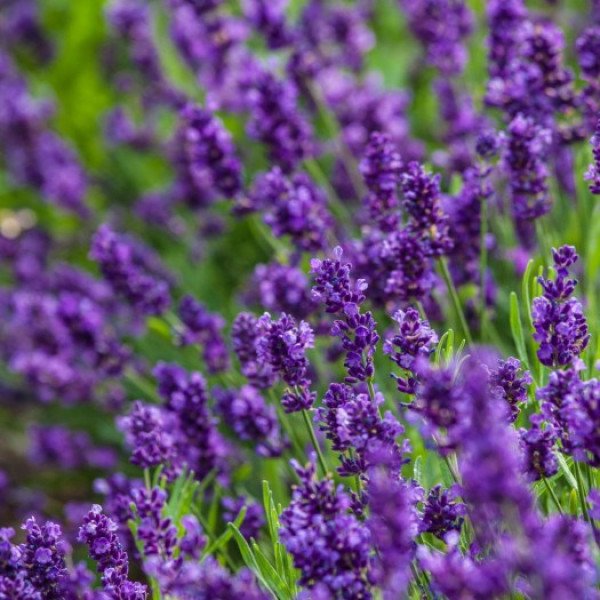 Лаванда вузьколистна Blue Scent, Lavandula angustifolia Blue Scent