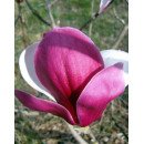 Магнолія Пікардс Рубі продам саджанець, висота 95 см, продам магнолію Pickard's Ruby