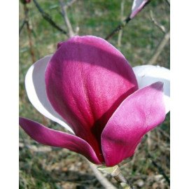 Магнолія Пікардс Рубі продам саджанець, висота 95 см, продам магнолію Pickard's Ruby