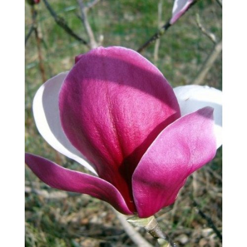 Магнолія Пікардс Рубі продам саджанець, висота 95 см, продам магнолію Pickard's Ruby