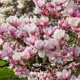 Магнолія Сатісфекшін на штамбі продам саджанець, висота штамба 145 см, продам магнолію Satisfaction на штамбі