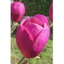 Магнолія Блек Туліп продам саджанець, висота 125 см, продам магнолію Black Tulip