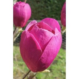 Магнолія Блек Туліп продам саджанець, висота 125 см, продам магнолію Black Tulip