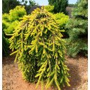 Ялина Голд Дріфт продам саджанець, висота 65 см, продам ялину Gold Drift