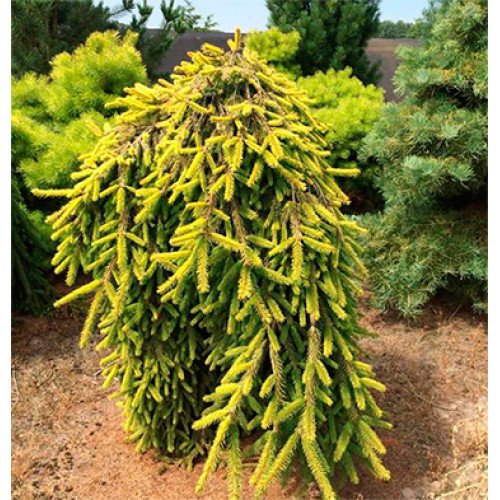 Ялина Голд Дріфт продам саджанець, висота 65 см, продам ялину Gold Drift