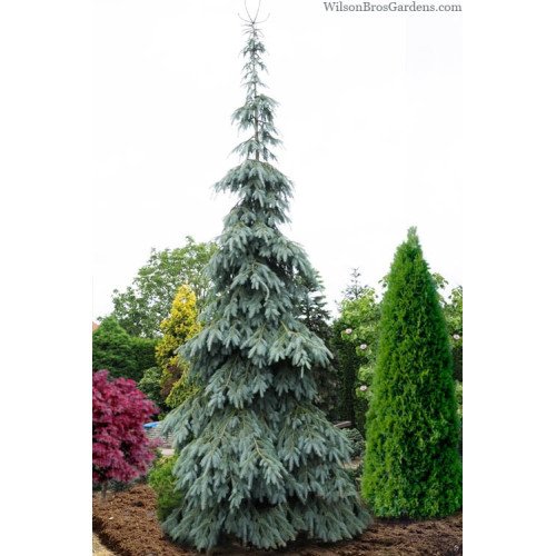 Ялина енгельмана Буш Лейс продам саджанець, висота 70-80 см, продам ялину Bush's Lace