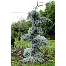 Ялина Глаука Пендула продам саджанець, висота 70-85 см, продам ялину колючу Glauca Pendula