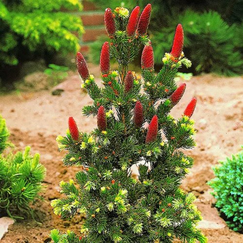 Ялина Лакі Страйк продам саджанець, висота 40-50 см, продам ялину Lucky Strike