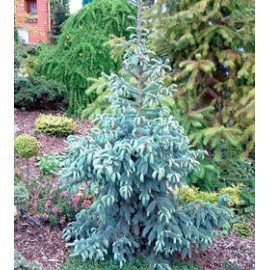 Ялина енгельмана Глаука продам саджанець, висота 70-80 см, продам ялину енгельмана Glauca