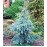 Ялина енгельмана Глаука продам саджанець, висота 70-80 см, продам ялину енгельмана Glauca