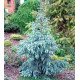Ялина енгельмана Глаука продам саджанець, висота 70-80 см, продам ялину енгельмана Glauca