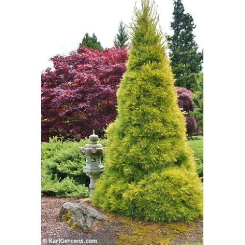 Сосна Луї продам саджанець, висота 100-110 см, продам сосну Louie