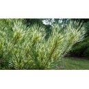 Сосна Окулус Драконіс продам саджанець, висота 135 cм, продам сосну Oculus Draconis