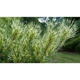 Сосна Окулус Драконіс продам саджанець, висота 135 cм, продам сосну Oculus Draconis