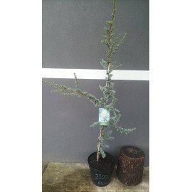 Кедр ліванський Atlantica Glauca продам саджанець, висота 145 см, продам кедр Atlantica Glauca