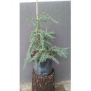 Кедр Feelin Blue продам саджанець, висота 50 см, продам кедр Feelin Blue