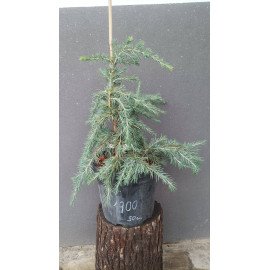 Кедр Feelin Blue продам саджанець, висота 50 см, продам кедр Feelin Blue