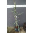 Кедр ліванський Atlantica Glauca Pendula продам саджанець, Висота 105 см