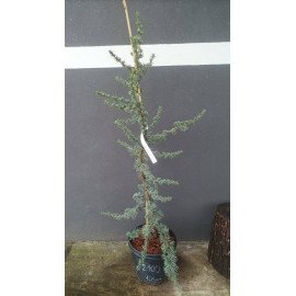 Кедр ліванський Atlantica Glauca Pendula продам саджанець, Висота 105 см