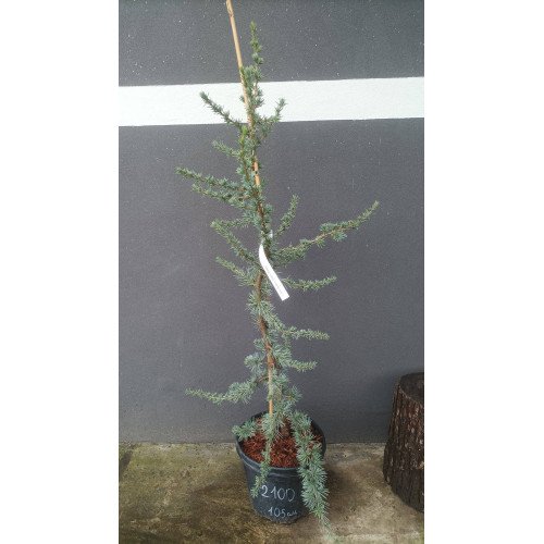 Кедр ліванський Atlantica Glauca Pendula продам саджанець, Висота 105 см