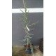 Кедр ліванський Atlantica Glauca Pendula продам саджанець, Висота 105 см