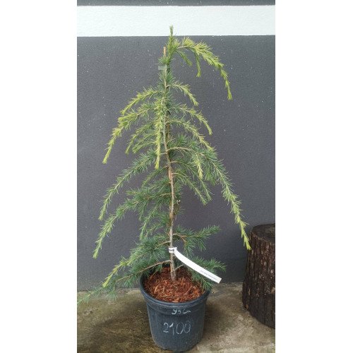 Кедр Келлі Голд продам саджанець, Висота 95 см, продам кедр Kelly Gold