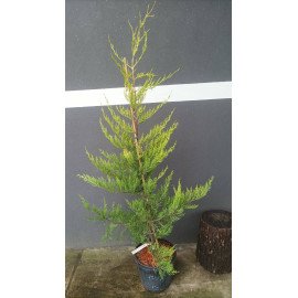 Кипарис монтерейський Лютеа продам саджанець, висота 125 см, продам кипарис монтерейський Lutea