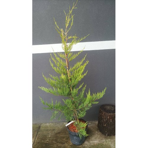 Кипарис монтерейський Лютеа продам саджанець, висота 125 см, продам кипарис монтерейський Lutea