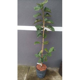 Магнолія Блек Туліп продам саджанець, висота 125 см, продам магнолію Black Tulip