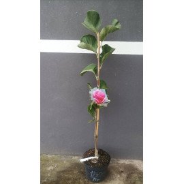 Магнолія Пікардс Рубі продам саджанець, висота 95 см, продам магнолію Pickard's Ruby