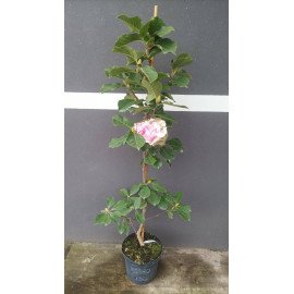 Магнолія Сатісфекшін продам саджанець, висота 125 см, продам магнолію Satisfaction