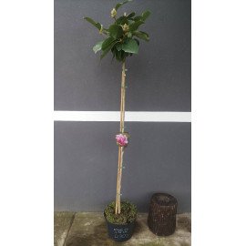 Магнолія Сатісфекшін на штамбі продам саджанець, висота штамба 145 см, продам магнолію Satisfaction на штамбі