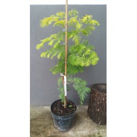 Метасеквоя Голдраш продам саджанець, висота 75 см, продам метасеквою Goldrush