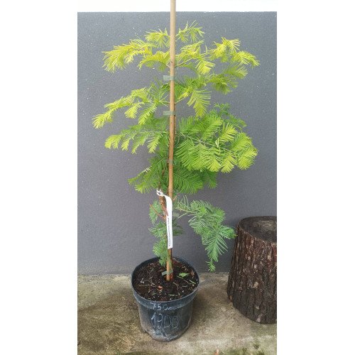 Метасеквоя Голдраш продам саджанець, висота 75 см, продам метасеквою Goldrush