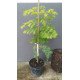 Метасеквоя Голдраш продам саджанець, висота 75 см, продам метасеквою Goldrush