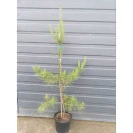 Сосна Окулус Драконіс продам саджанець, висота 135 cм, продам сосну Oculus Draconis