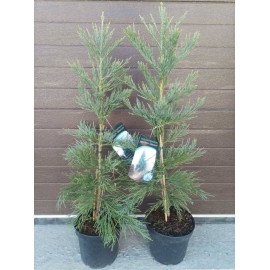 Продам секвоядендрон Glaucum, висота 90-100 см, продам секвоядендрон Глаукум