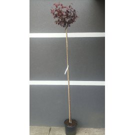 Продам саджанець сливи Піссарді, штамб висота 220 см, слива Піссарді продам саджанець