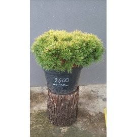 Продам саджанець сосни Берунь, діаметр крони 45 см, продам сосну Bierun