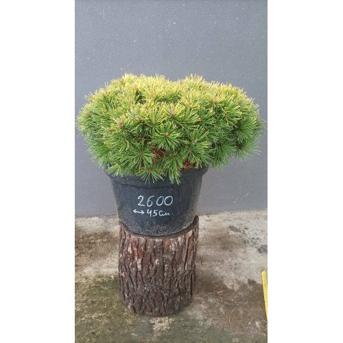 Продам саджанець сосни Берунь, діаметр крони 45 см, продам сосну Bierun