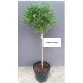 Сосна Бреппо продам саджанець, штамб 60 см, продам сосну Brepo Pierrick Bregeon