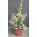 Сосна Burke's Red Variegated продам саджанець, висота 30-40 см, продам сосну Бьоркс Ред Варієгейтед