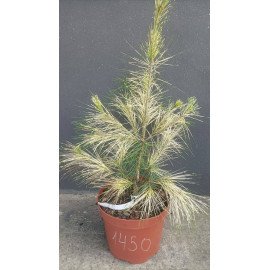 Сосна Burke's Red Variegated продам саджанець, висота 30-40 см, продам сосну Бьоркс Ред Варієгейтед